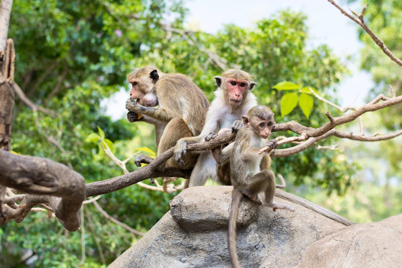 Makaken an den Höhlentempeln von Dambulla - Sri Lanka - ©mizzick - stock.adobe.com