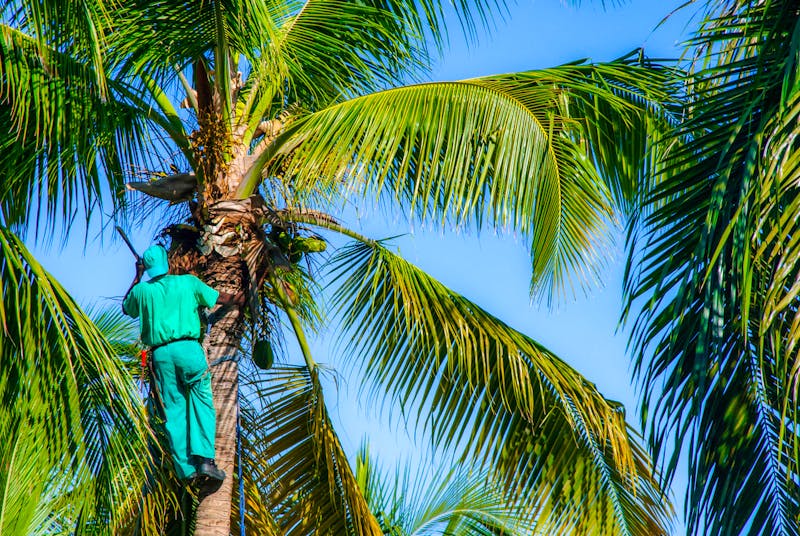 Kokosnuss-Ernte in Sri Lanka - ©VladFotoMag - stock.adobe.com