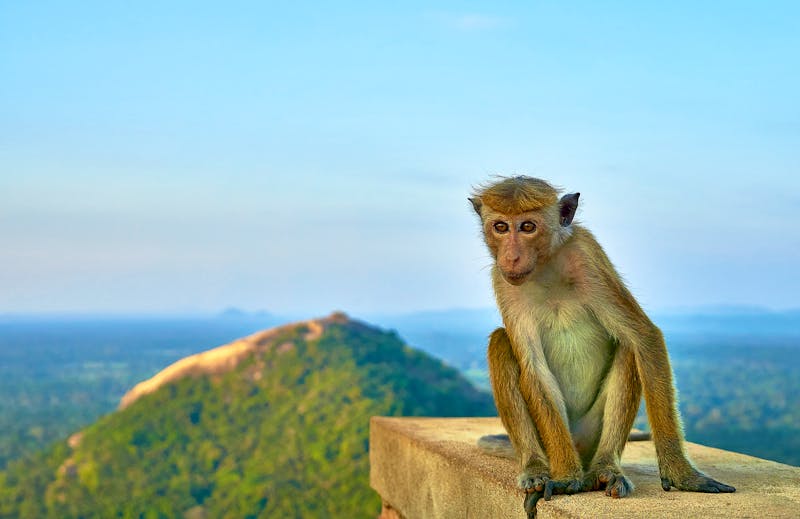 Affe auf dem Löwenfelsen von Sigiriya - ©Janine - stock.adobe.com