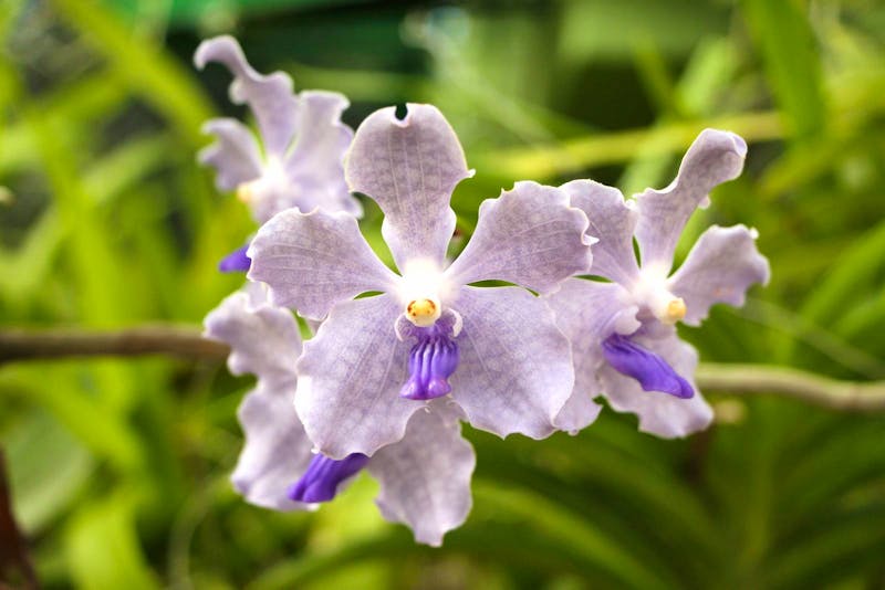 Im Orchideenhaus im Botanischen Garten von Kandy - ©Kristin Weigel - Eberhardt TRAVEL