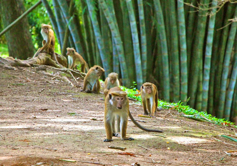 Ceylon-Hutaffen im botanischen Garten von Kandy - ©Kristin Weigel - Eberhardt TRAVEL