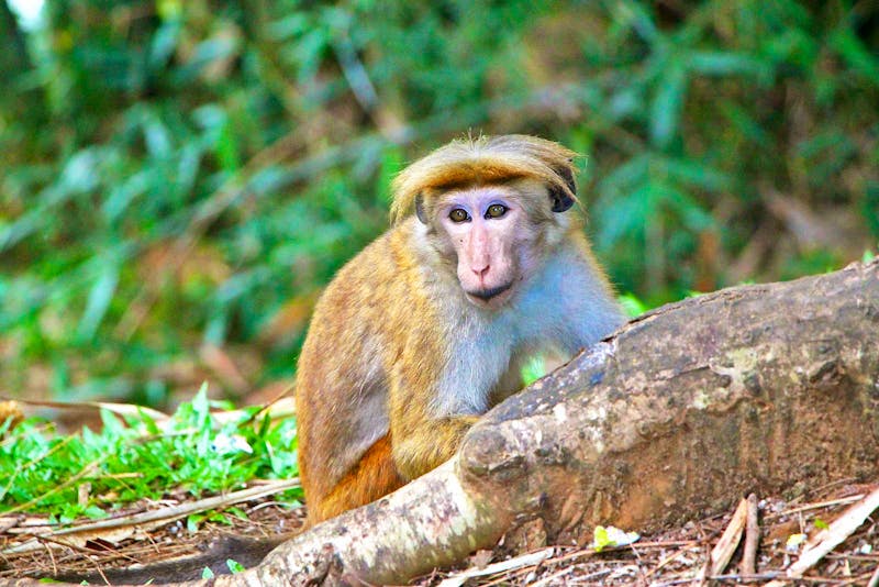 Ceylon-Hutaffe im botanischen Garten von Kandy - ©Kristin Weigel - Eberhardt TRAVEL