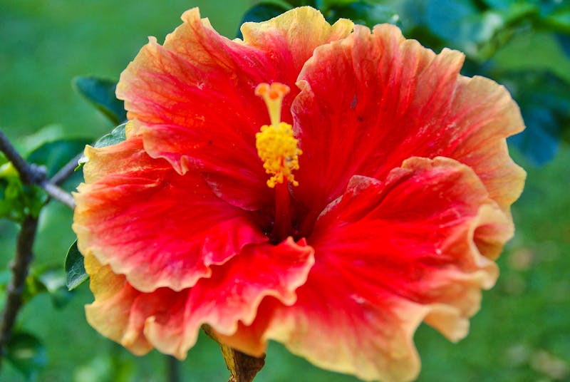 Hibiskus im Botanischen Garten in Kandy - ©Susanne Schirmann - Eberhardt TRAVEL