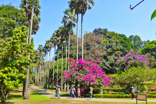 Im Botanischen Garten von Kandy &ndash; &copy; Frank Nimschowski - Eberhardt TRAVEL