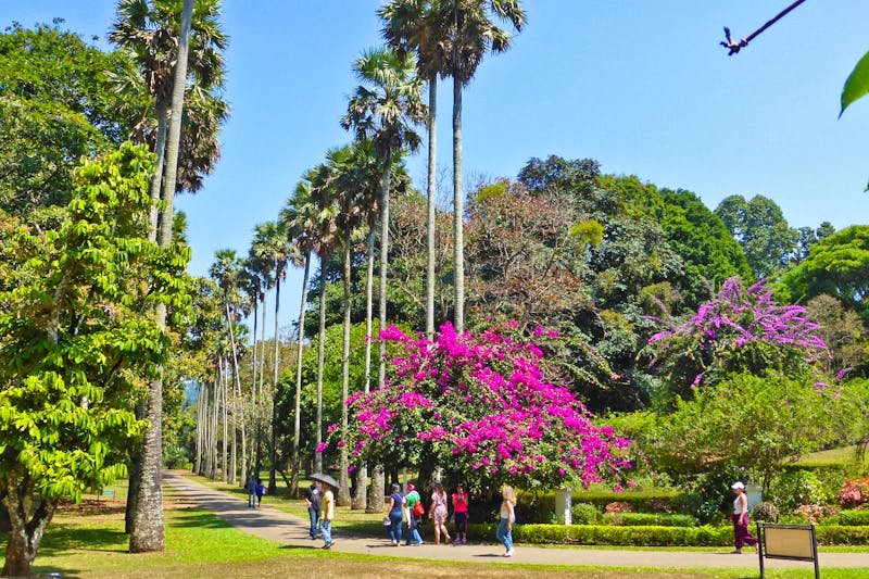 Im Botanischen Garten von Kandy - ©Frank Nimschowski - Eberhardt TRAVEL