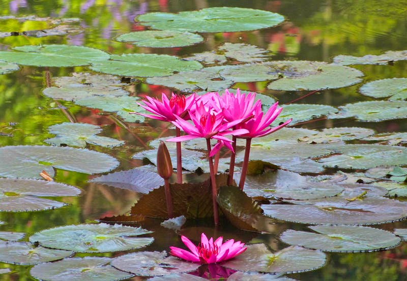 Im Botanischen Garten von Kandy - ©Linda Hartge - Eberhardt TRAVEL