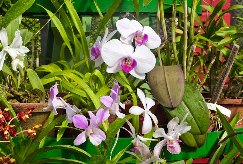Im Orchideenhaus in Kandy - ©Linda Hartge - Eberhardt TRAVEL