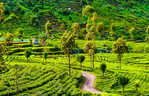 Tee-Plantagen in Sri Lanka &ndash; &copy; streetflash - stock.adobe.com