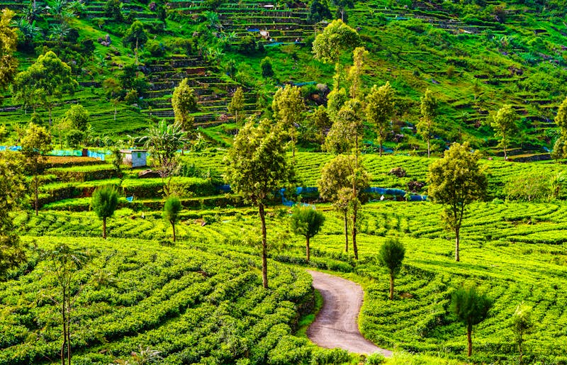 Tee-Plantagen in Sri Lanka - ©streetflash - stock.adobe.com