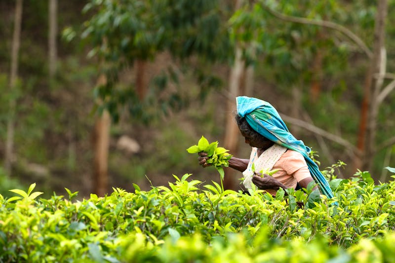 Teepflückerin in Sri Lanka  - ©hecke71 - stock.adobe.com
