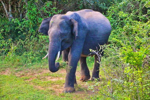 Wilder Elefant im Yala-Nationalpark &ndash; &copy; Kristin Weigel - Eberhardt TRAVEL