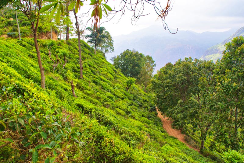 Aussicht auf der Wanderung zum Little Adams Peak bei Ella - ©Susanne Schirmann - Eberhardt TRAVEL