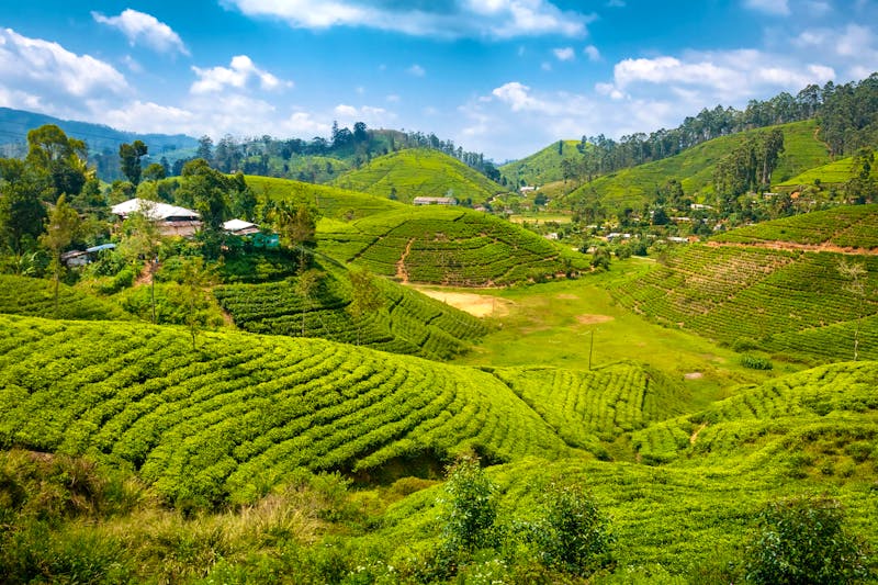 Teeplantagen bei Ella im Hochland von Sri Lanka - ©Kennymax - stock.adobe.com