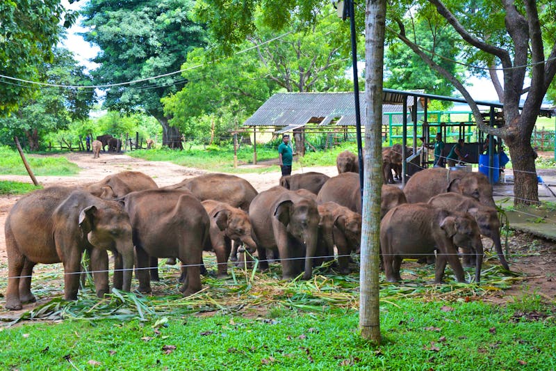 Elefanten-Waisenhaus Udawalawe in Sri Lanka - ©Maria Schneider - Eberhardt TRAVEL