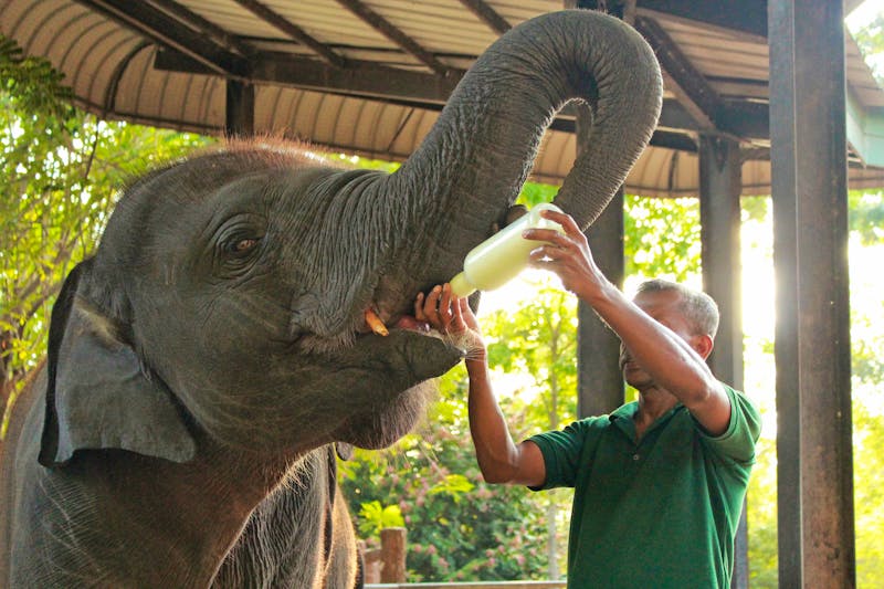 Elefanten-Waisenhaus im Udawalawe-Nationalpark  - ©frecca - stock.adobe.com