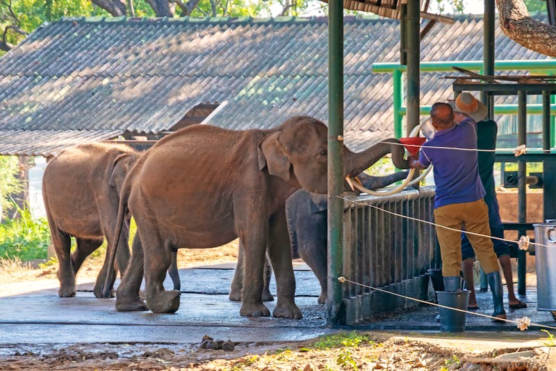 Elefanten-Waisenhaus im Udawalawe-Nationalpark  - ©Guy Bryant - stock.adobe.com