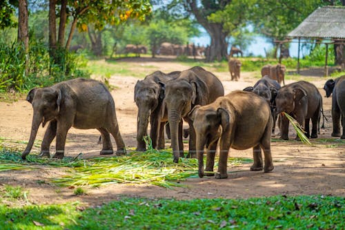 Elefanten-Waisenhaus im Udawalawe-Nationalpark  &ndash; &copy; Oksana Taran/Wirestock Creators - stock.adobe.com