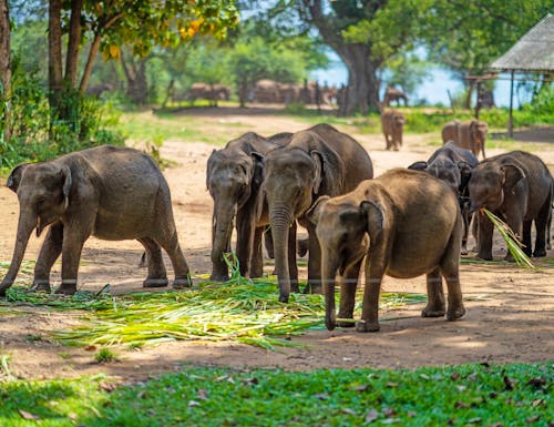Elefanten-Waisenhaus im Udawalawe-Nationalpark  – © Oksana Taran/Wirestock Creators - stock.adobe.com