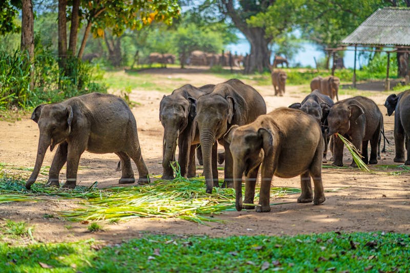 Elefanten-Waisenhaus im Udawalawe-Nationalpark  - ©Oksana Taran/Wirestock Creators - stock.adobe.com