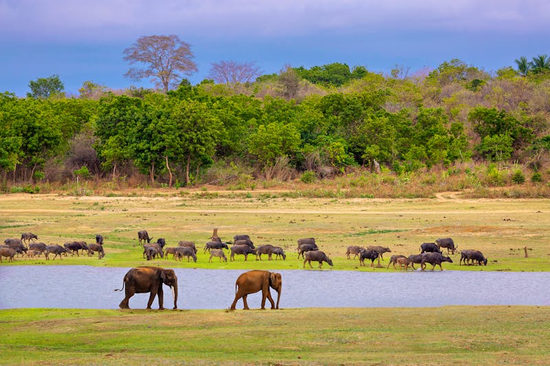 Udawalawe-Nationalpark in Sri Lanka - ©MehmetOZB - stock.adobe.com