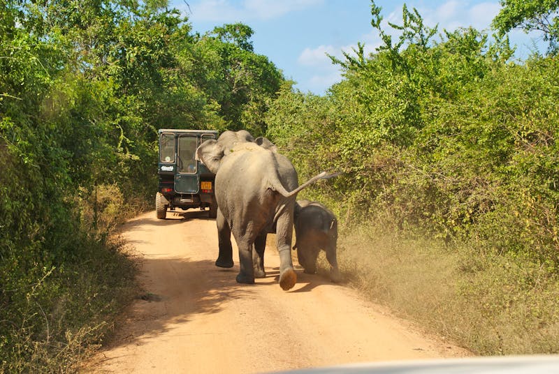 Elefanten bei unserer Jeeptour im Yala-Ntionalpark - ©Susanne Schirmann - Eberhardt TRAVEL