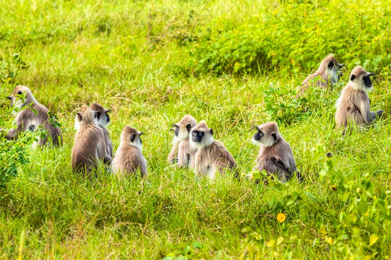 Gruppe von Languren im Yala-Nationalpark - ©NATALIA - stock.adobe.com