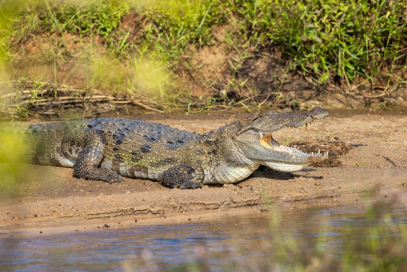 Krokodil im Yala-Nationalpark - ©hyserb - stock.adobe.com
