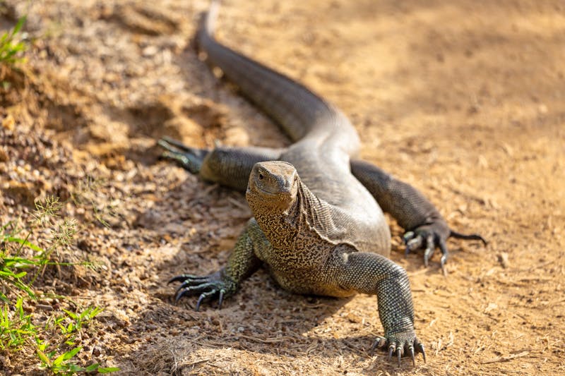 Waran im Yala-Nationalpark - ©sebastian - stock.adobe.com