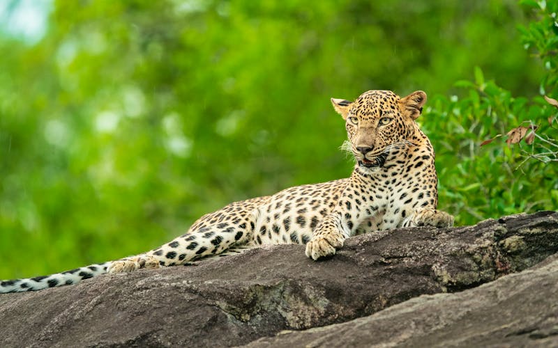 Leopard im Yala-Nationalpark - ©Viraj - stock.adobe.com