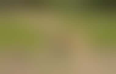 Axishirsch im Yala-Nationalpark - ©MaheshPrabahath - stock.adobe.co