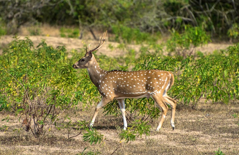 Axishirsch im Yala-Nationalpark - ©MaheshPrabahath - stock.adobe.co