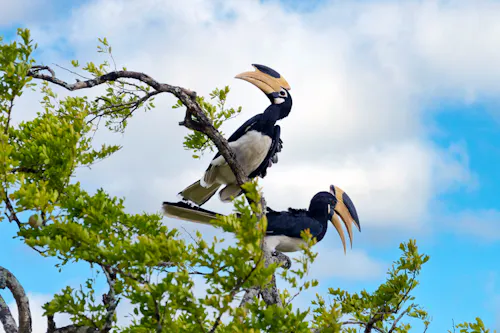 Hornvögel im Yala-Nationalpark &ndash; &copy; ChamindaSilva - stock.adobe.com