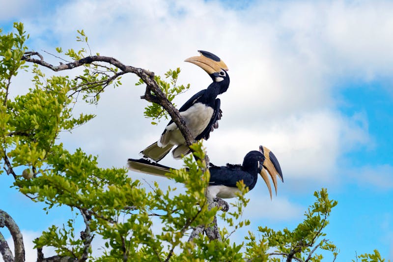 Hornvögel im Yala-Nationalpark - ©ChamindaSilva - stock.adobe.com