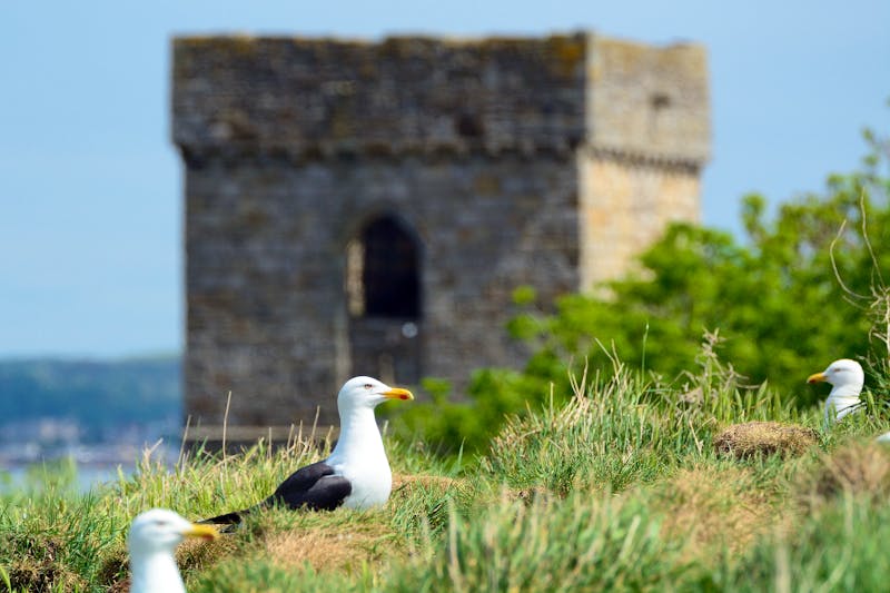 Möwen auf Inchcolm Island bei Edinburgh - ©nyiragongo - stock.adobe.com
