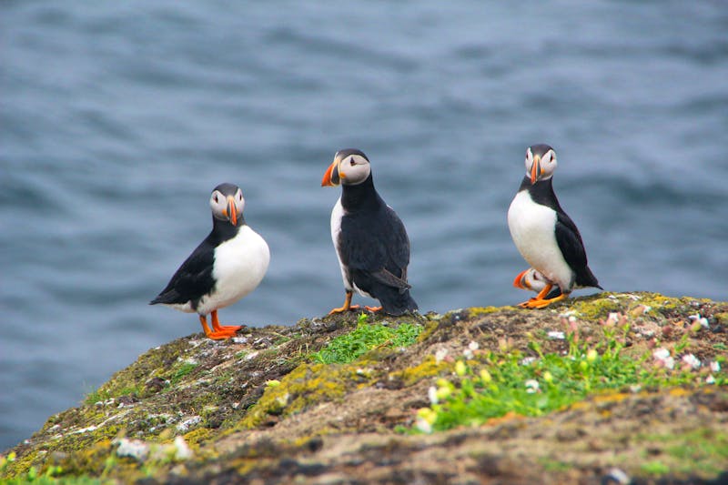 Papageientaucher am Firth of Forth - Schottland - ©SJM 51 - stock.adobe.com