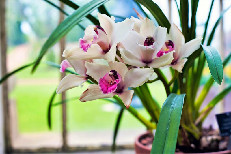 Royal Botanic Garden in Edinburgh - ©peizais - stock.adobe.com
