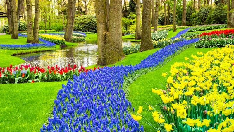 Fühjahrsblüte im Keukenhof - Parkanlage mit Narzissen, Tulpen und Hyazinthen  - ©nieriss - stock.adobe.com