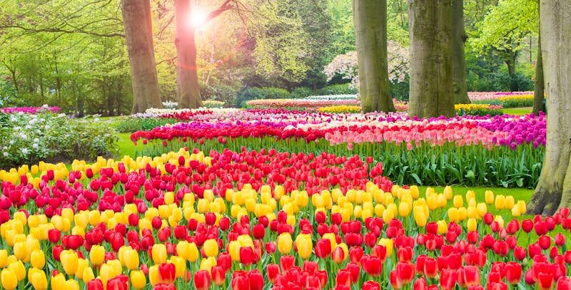 Keukenhof - Tulpenblüte in den Gartenanlagen - ©Nancy Pauwels - stock.adobe.com
