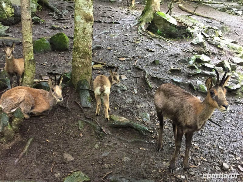 Aran Park Tiere - ©Eberhardt TRAVEL