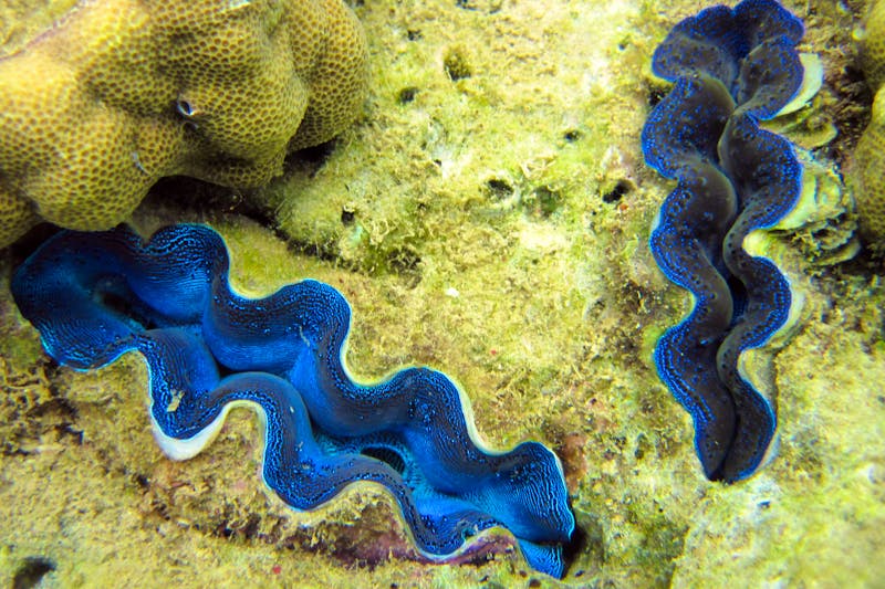 Riesenmuscheln beim Schnorcheln vor den Komodo-Inseln - ©Frank Nimschowski - Eberhardt TRAVEL