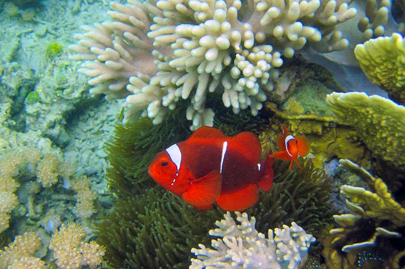 Anemonenfische beim Schnorcheln vor den Komodo-Inseln - ©Frank Nimschowski - Eberhardt TRAVEL