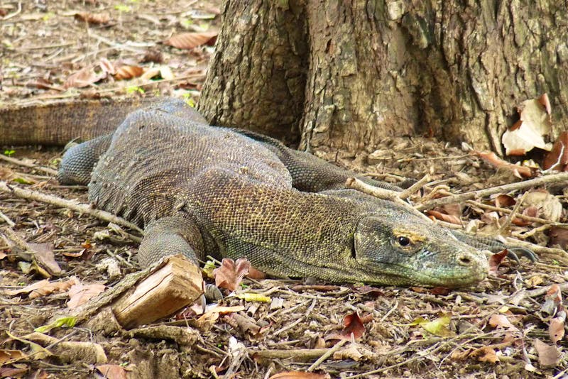 Komodo-Waran  - ©Frank Nimschowski - Eberhardt TRAVEL