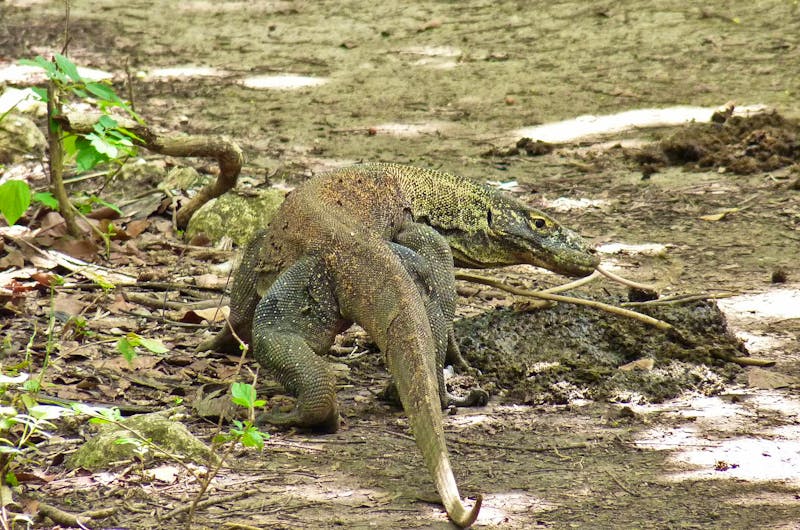 Komodo-Waran - ©Frank Nimschowski - Eberhardt TRAVEL