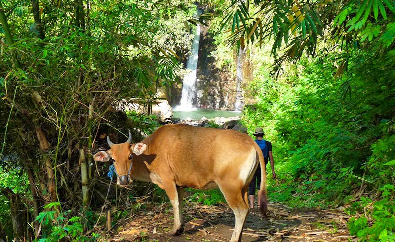 Wasserfall bei Moni auf der Insel Flores - ©Frank Nimschowski - Eberhardt TRAVEL