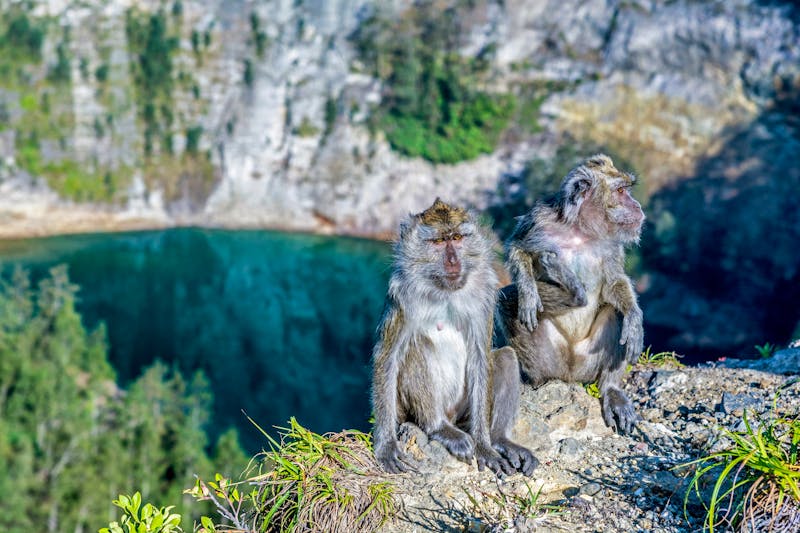 Makaken im Kelimutu-Nationalpark auf der Insel Flores - ©magcs - stock.adobe.com