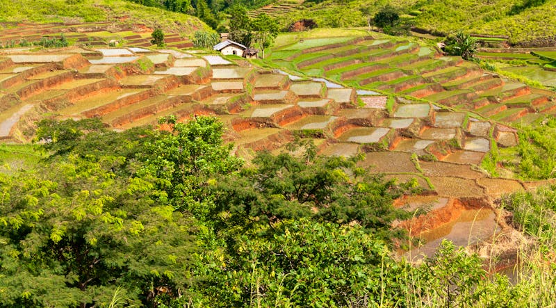 Reisterrassen bei Ruteng auf der Insel Flores - Indonesien - ©Laurens - stock.adobe.com