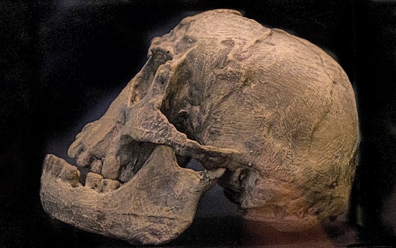 Schädel eines Homo Floresiensis aus der Liang Bua Höhle auf der Insel Flores - ©GHArtwork - stock.adobe.com