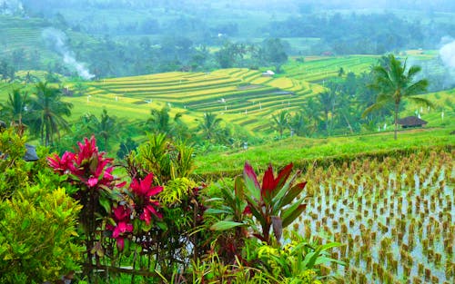 Jeep-Tour auf Bali - Reisterrassen &ndash; &copy; Frank Nimschowski - Eberhardt TRAVEL