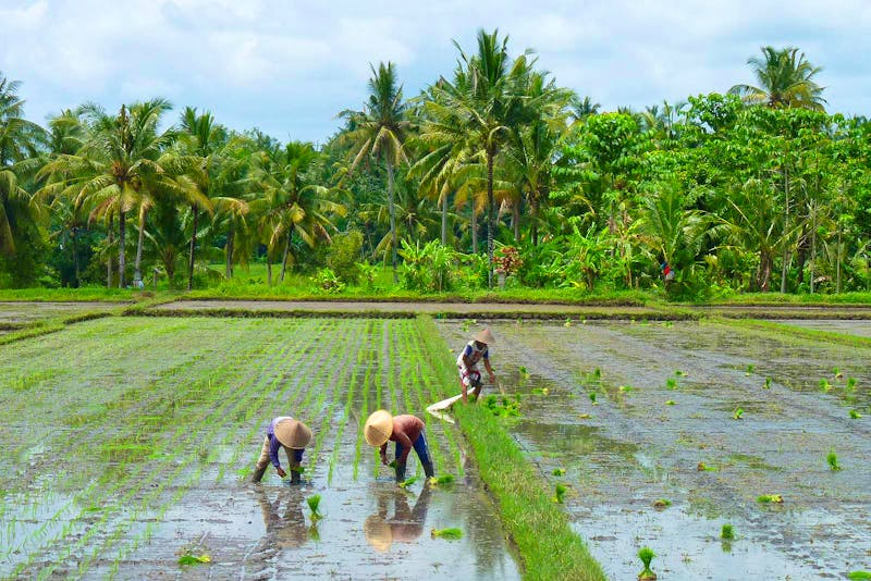 Jeeptour auf Bali - Reisbauern - ©Frank Nimschowski - Eberhardt TRAVEL
