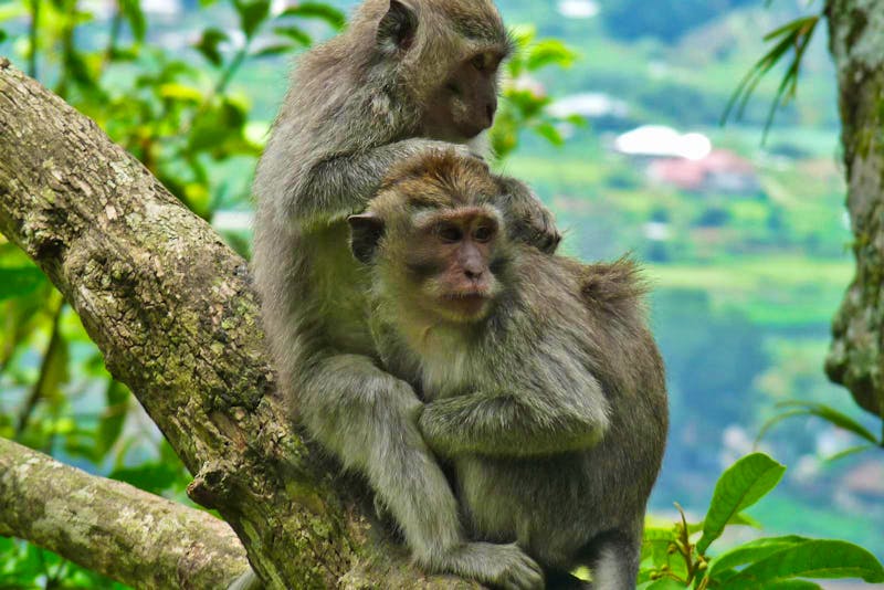 Ausflug in den Affenwald beim Bratansee auf Bali - ©Frank Nimschowski - Eberhardt TRAVEL